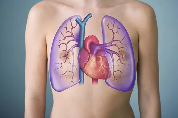 Heart-and-lungs
